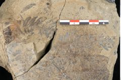 Foto (Detailansicht) von Macrotaeniopteris affinis Ettingshausen (NHMW-GEO-2024-0188-10339a)